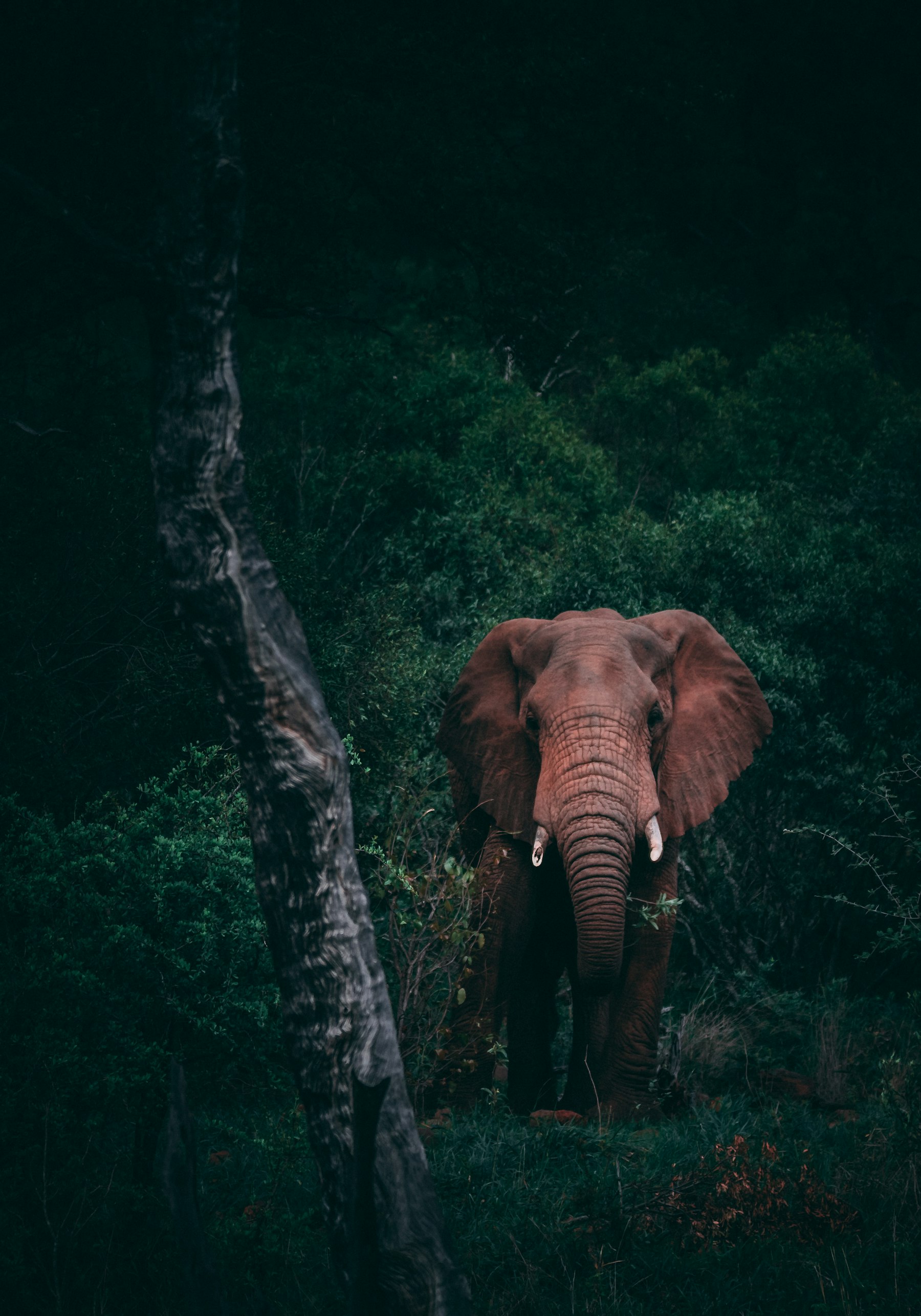 Serengeti